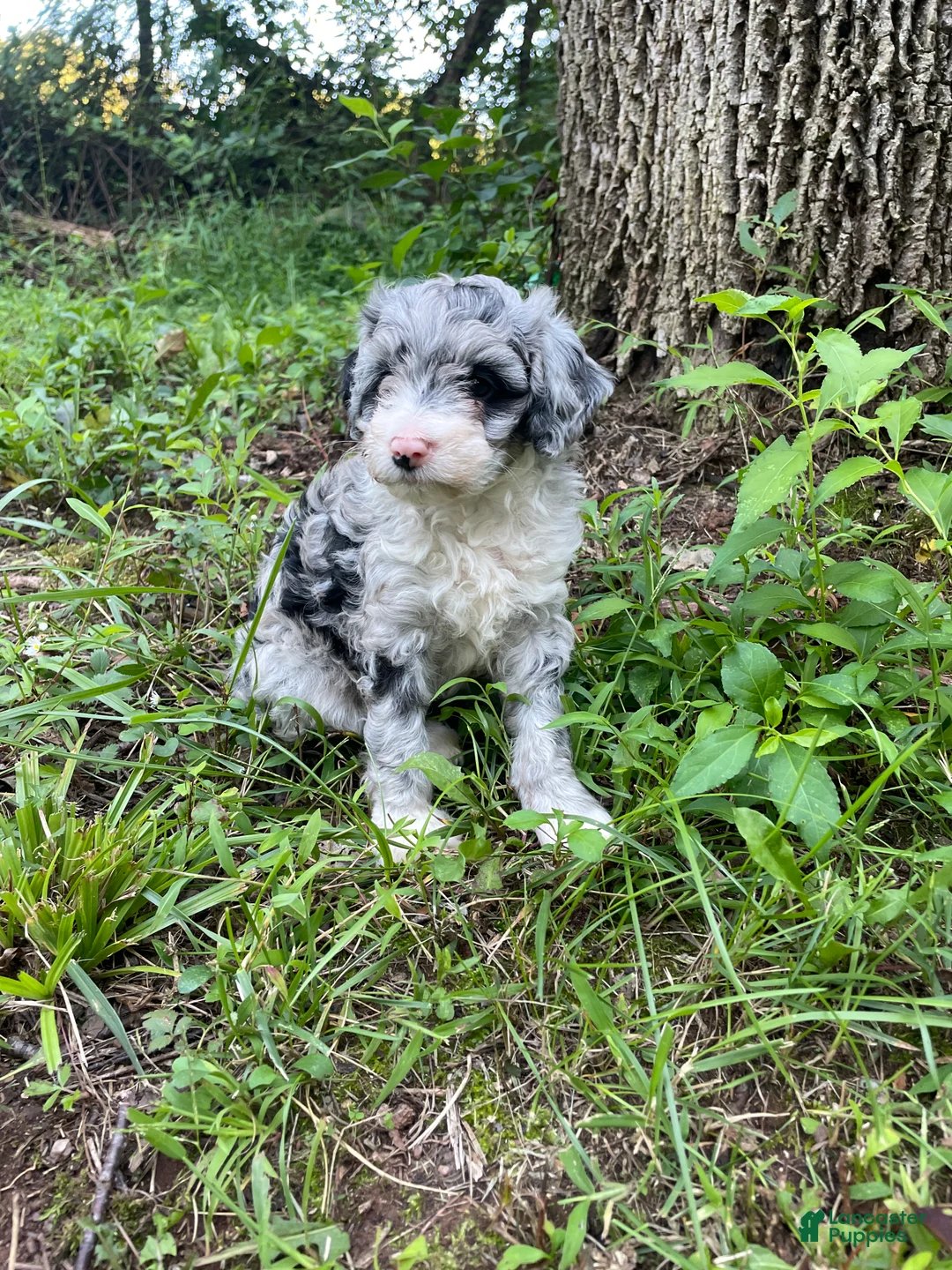 Mini Aussiedoodle dogs for sale: Grey - Ad 1