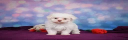Maltese dogs for sale: Penny - Ad 7