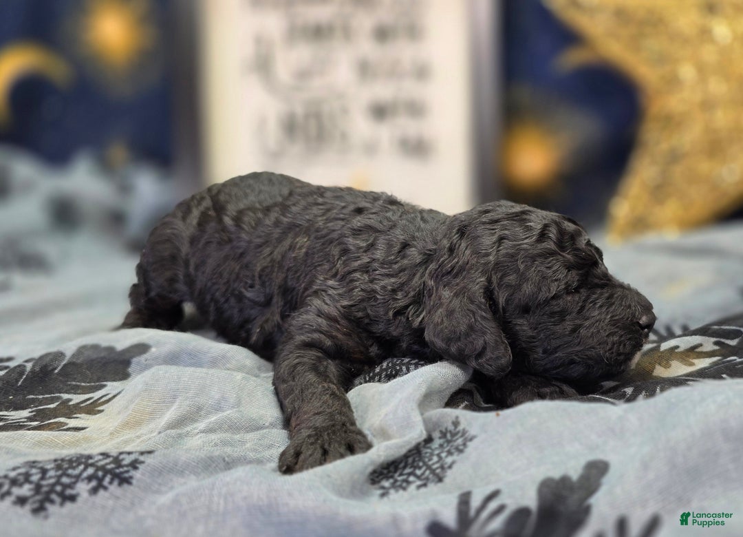 Cockapoo dogs for sale: Bell - Ad 2