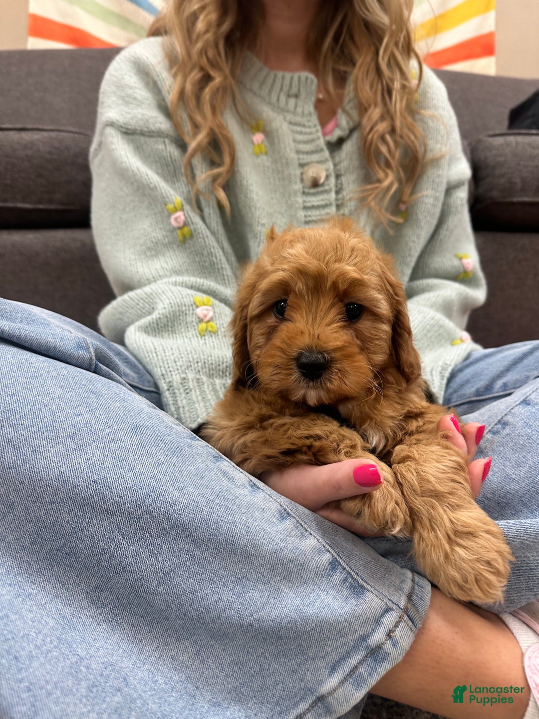 Cavapoo dogs for sale: Simon - Ad 4