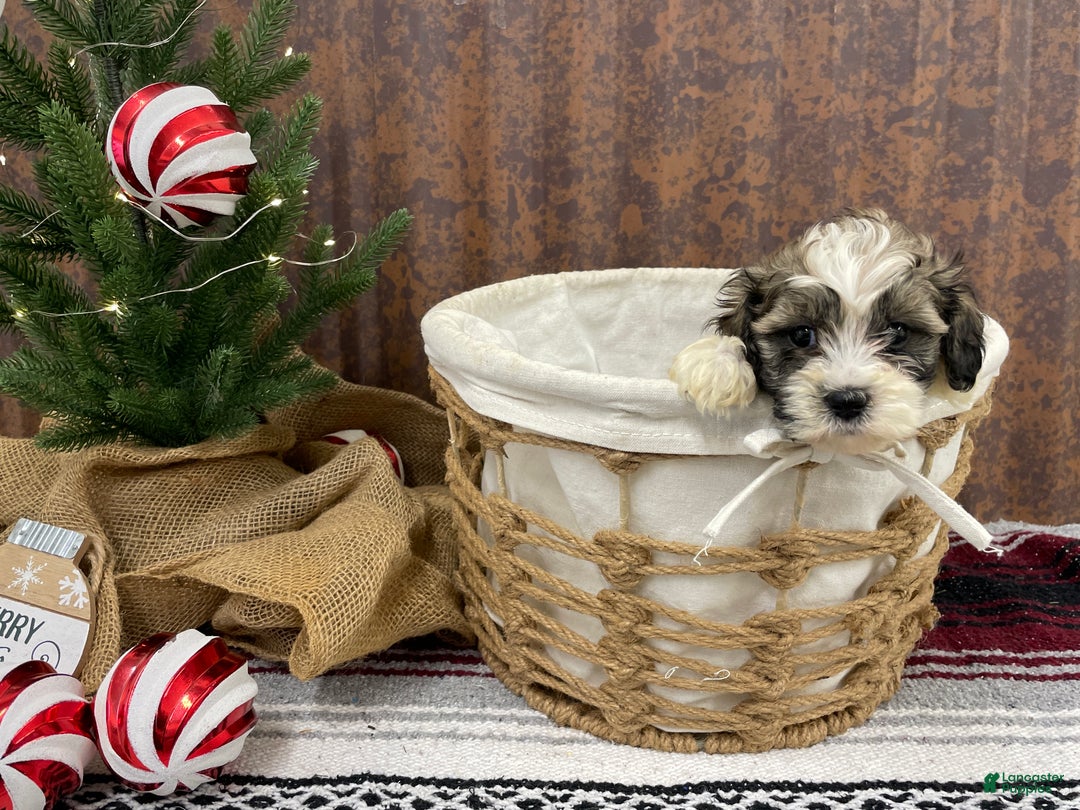 Shihpoo dogs for sale: Cortez - Ad 8