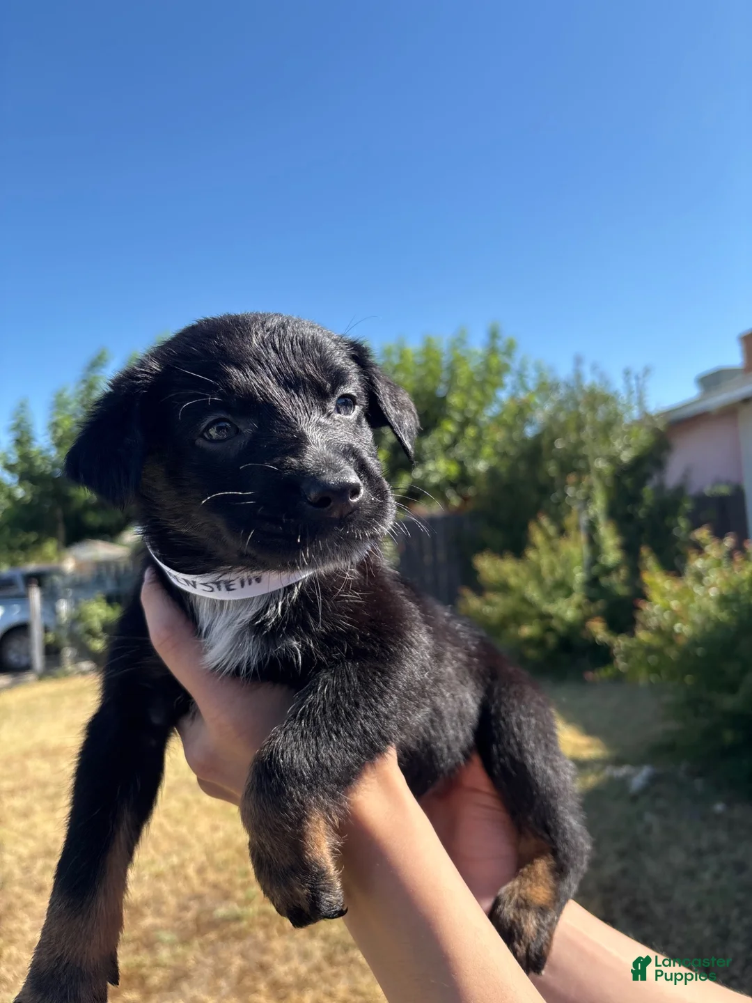 Mixed Breed dogs for sale: Frankenstein - Ad 2