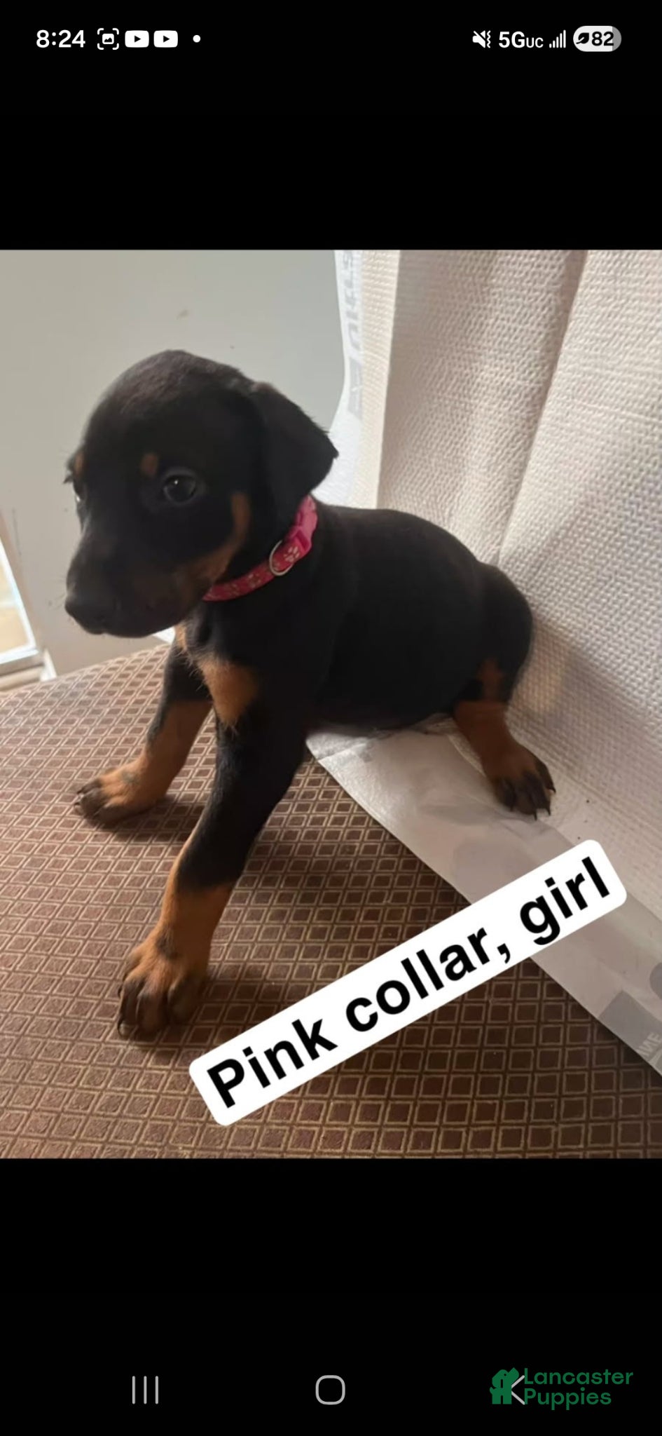 Doberman Pinscher dogs Doberman Pinscher Puppy 3 - Ad 7