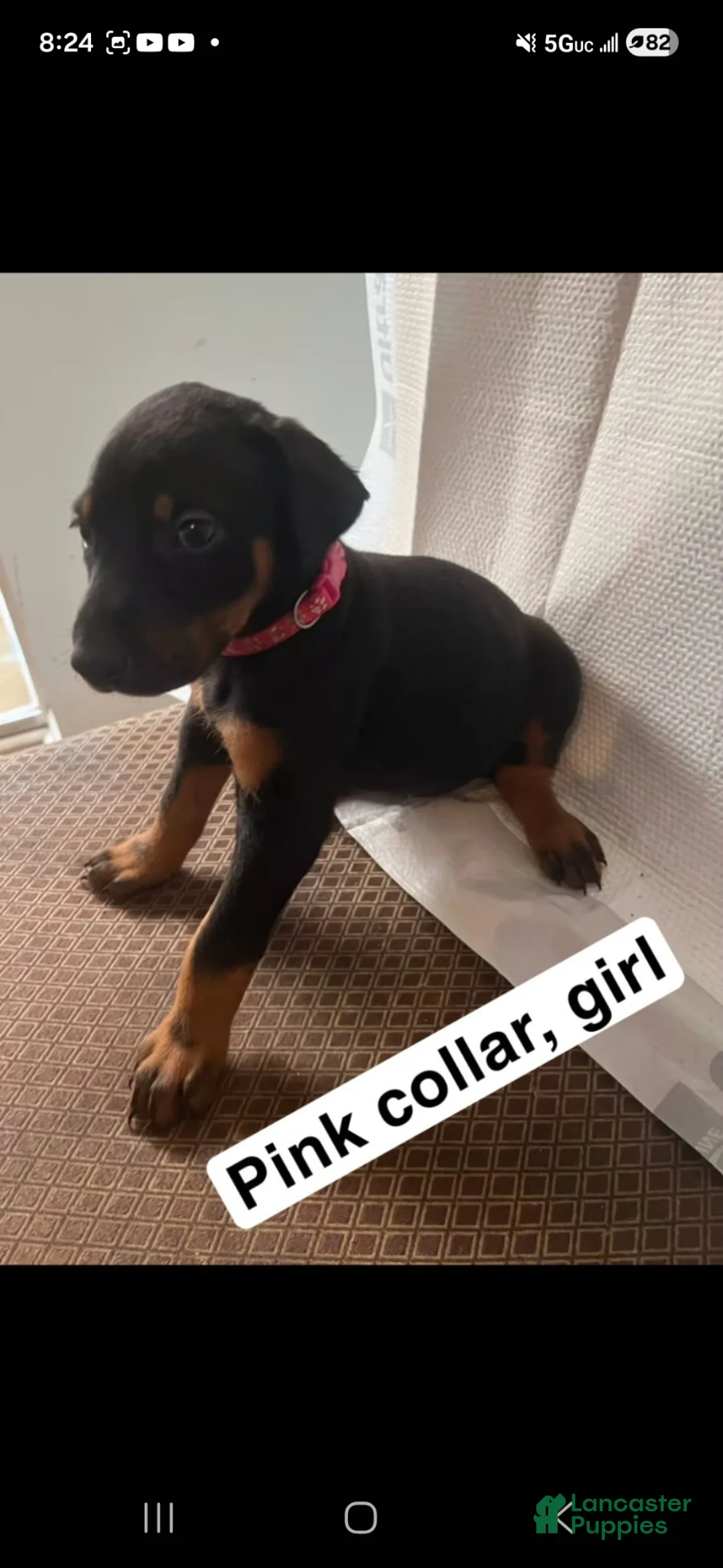 Doberman Pinscher dogs for sale: Doberman Pinscher Puppy 3 - Ad 1