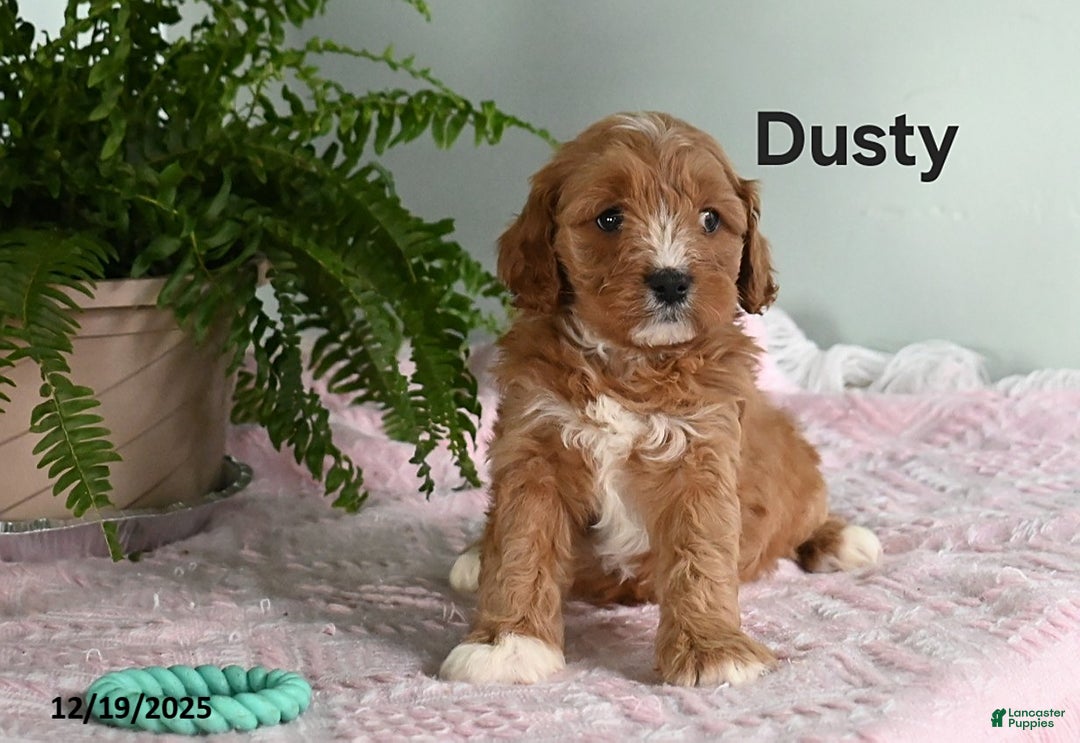 Cavapoo dogs for sale: Dusty - Ad 1