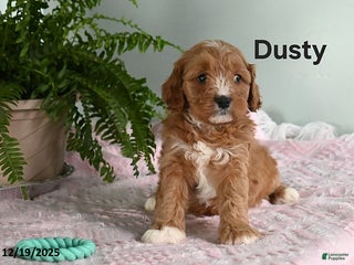 Cavapoo dogs Dusty - Ad 37