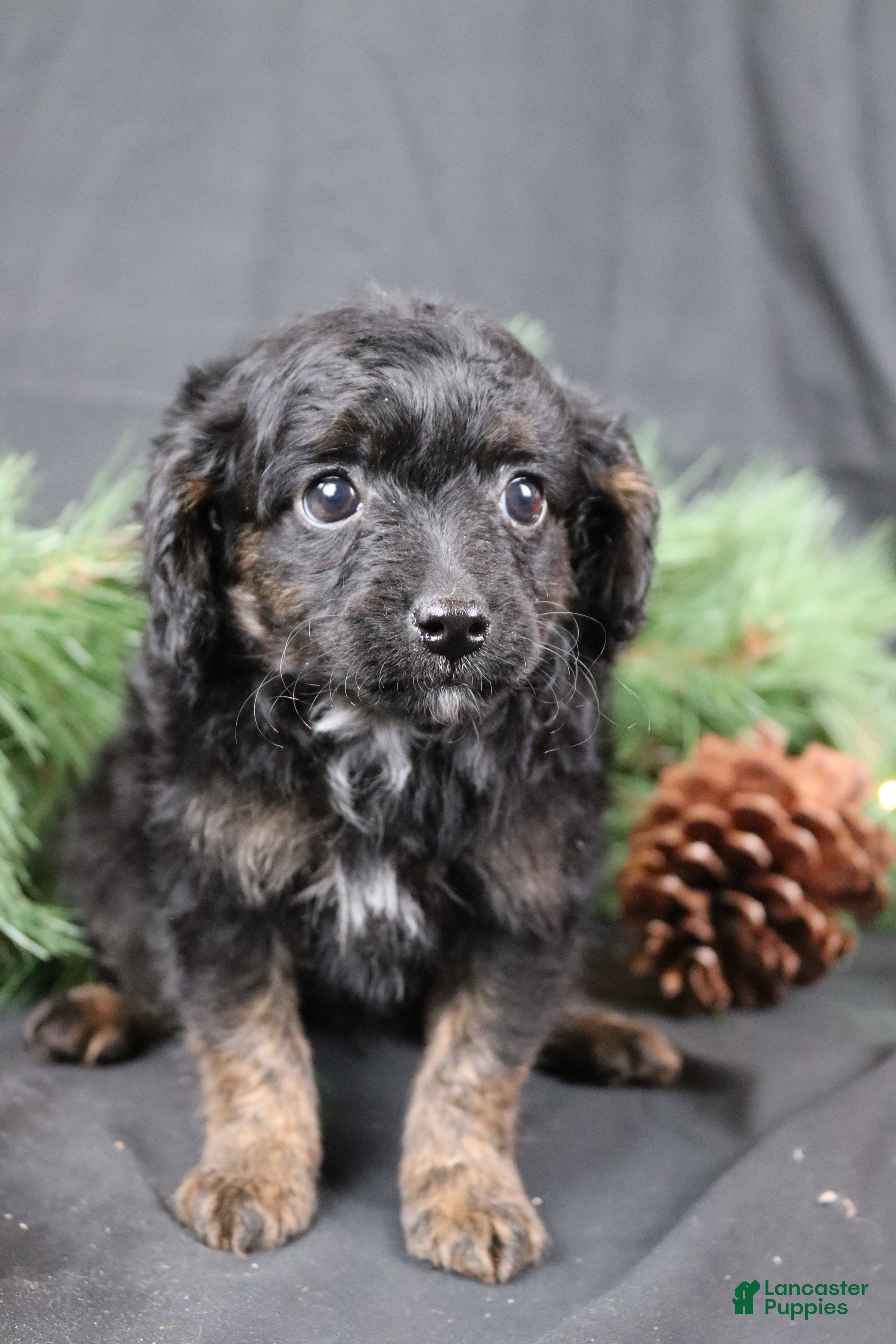 Cavapoo dogs Cane - Ad 25