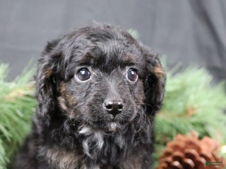 Cavapoo dogs Cane - Ad 25