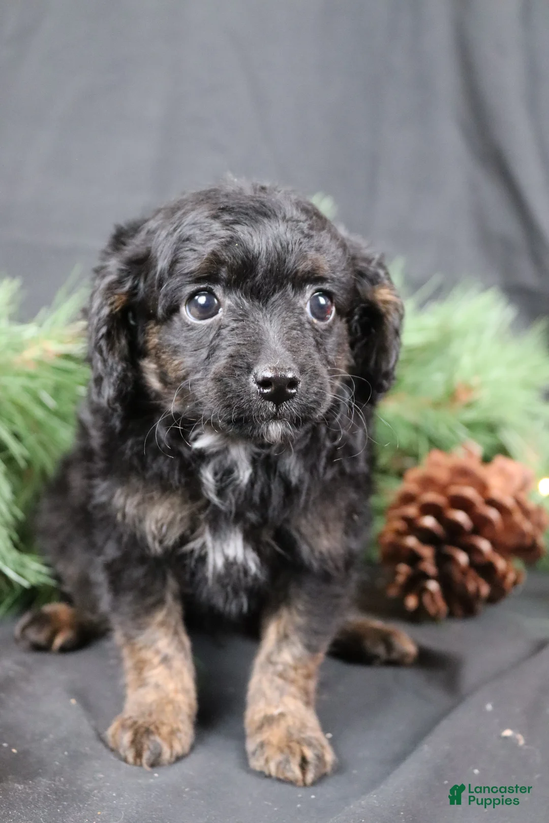 Cavapoo dogs for sale: Cane - Ad 1