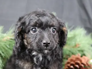 Cavapoo dogs Cane - Ad 9