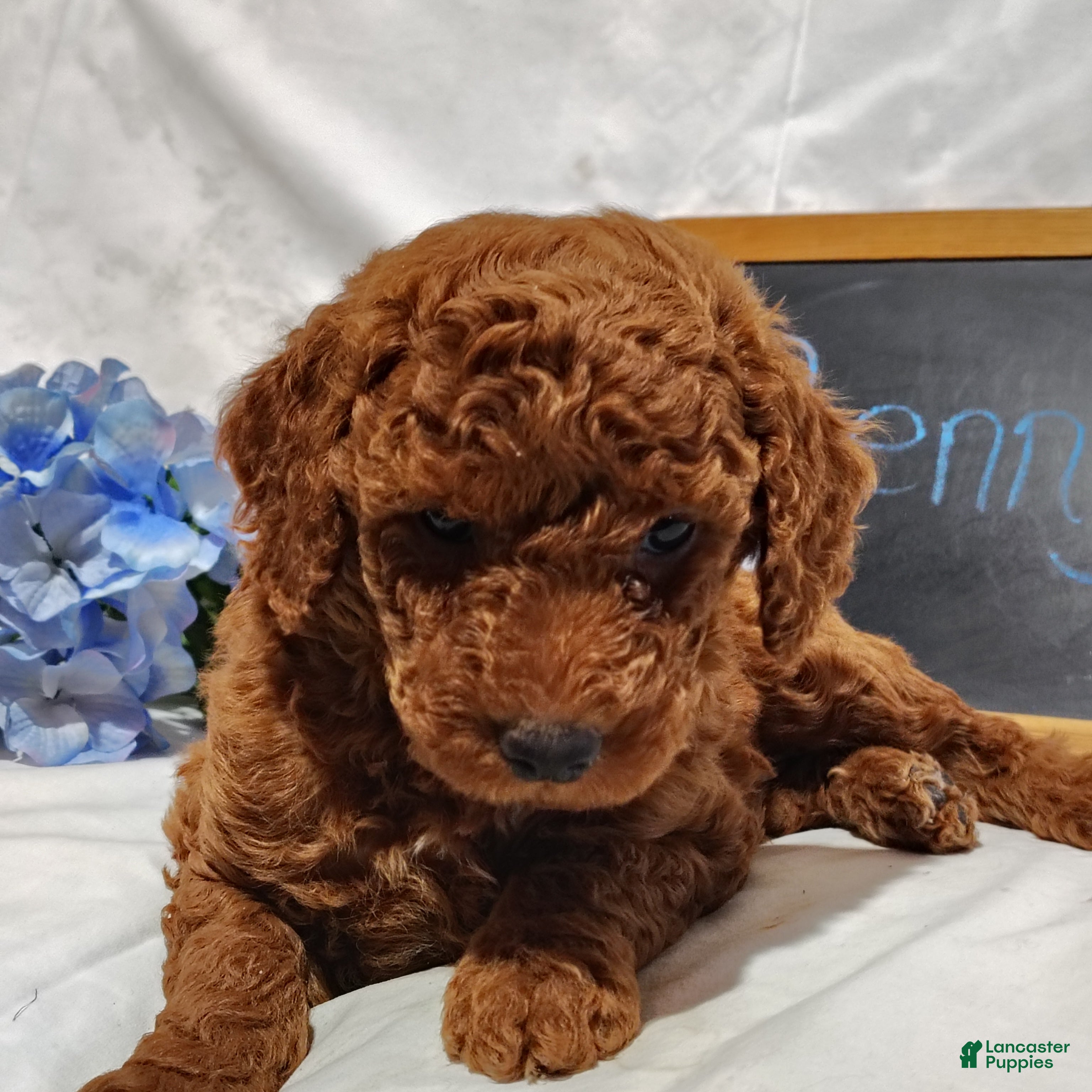 Mini Goldendoodle dogs Benny - Ad 2
