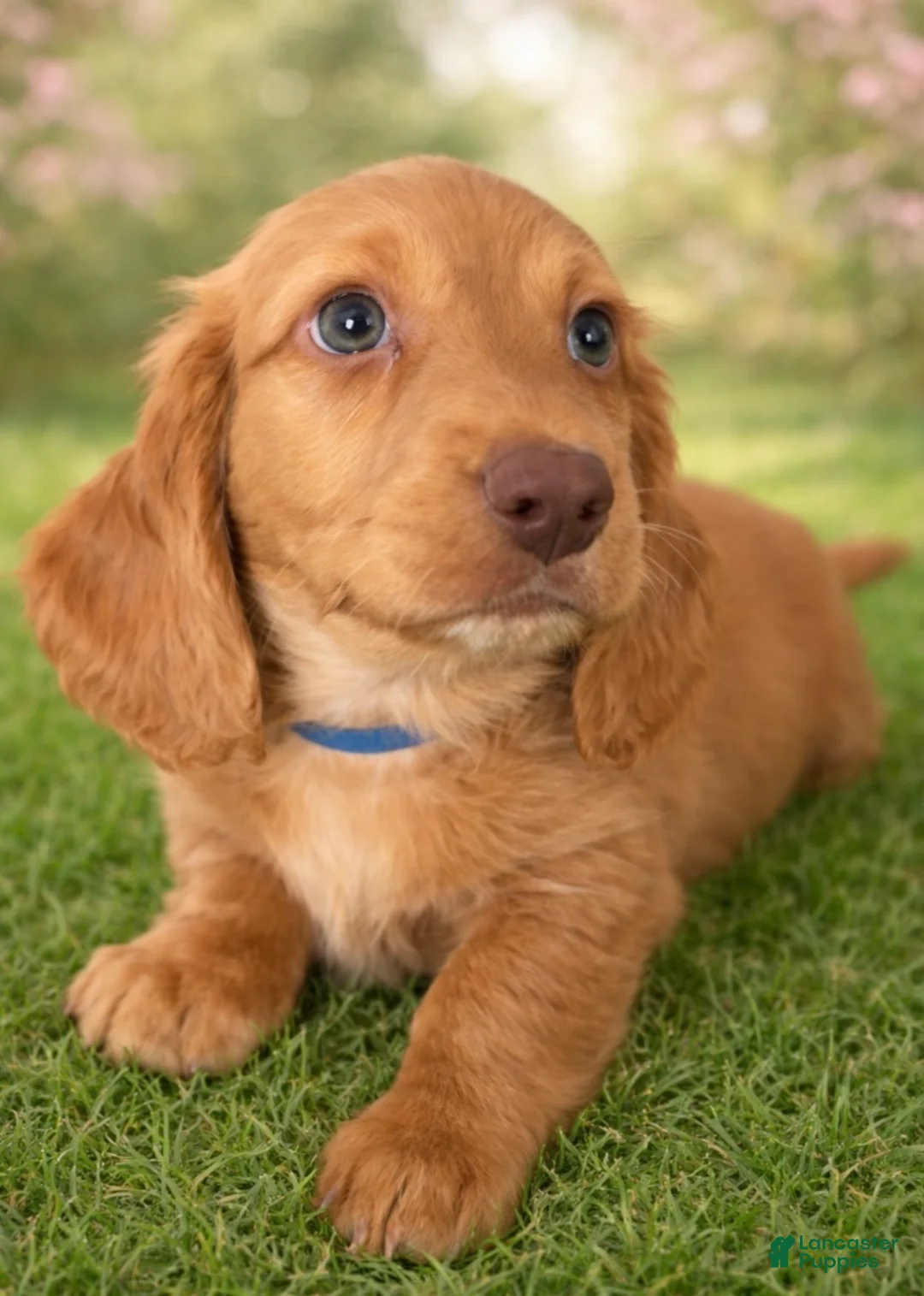 Miniature Dachshund dogs for sale: Vinny G  - Ad 2