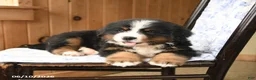Bernese Mountain Dog dogs for sale: Smokey - Ad 3