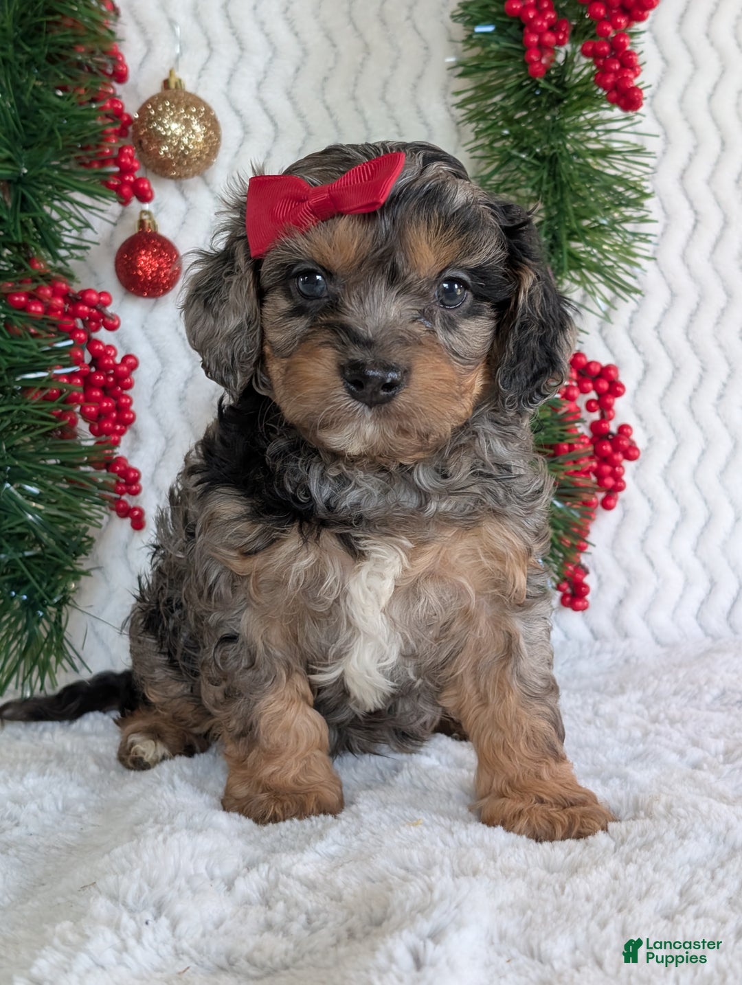 Cavapoo dogs for sale: Bluey - Ad 1