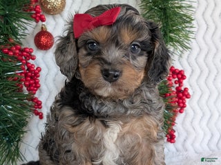 Cavapoo dogs Bluey - Ad 3