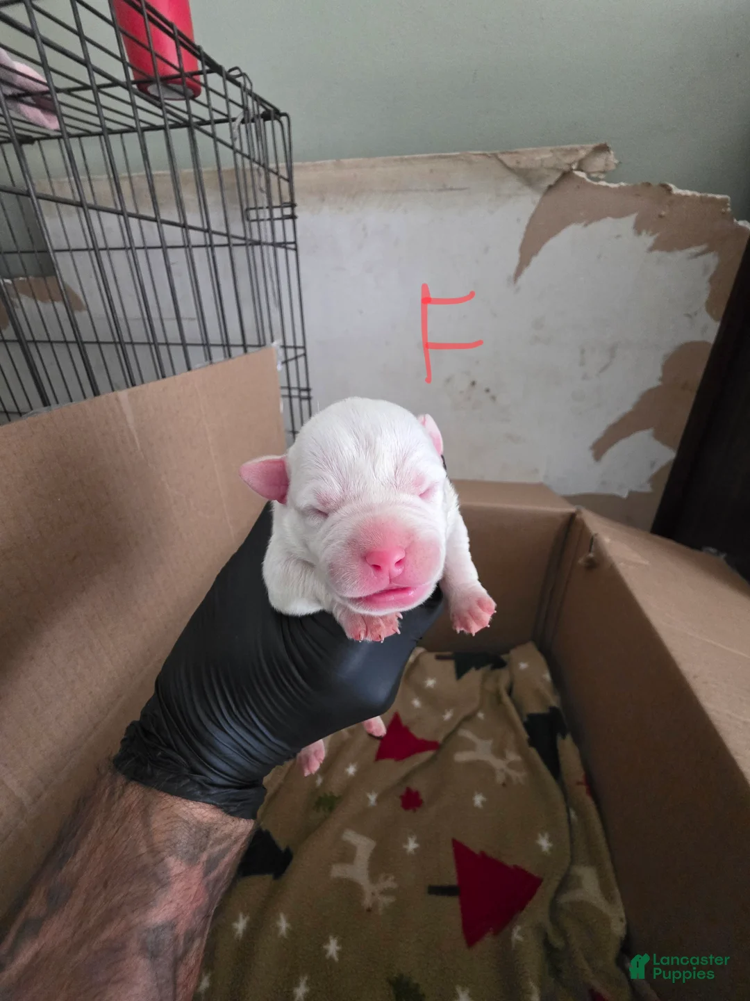 American Bully dogs for sale: American Bully 7 - Ad 2