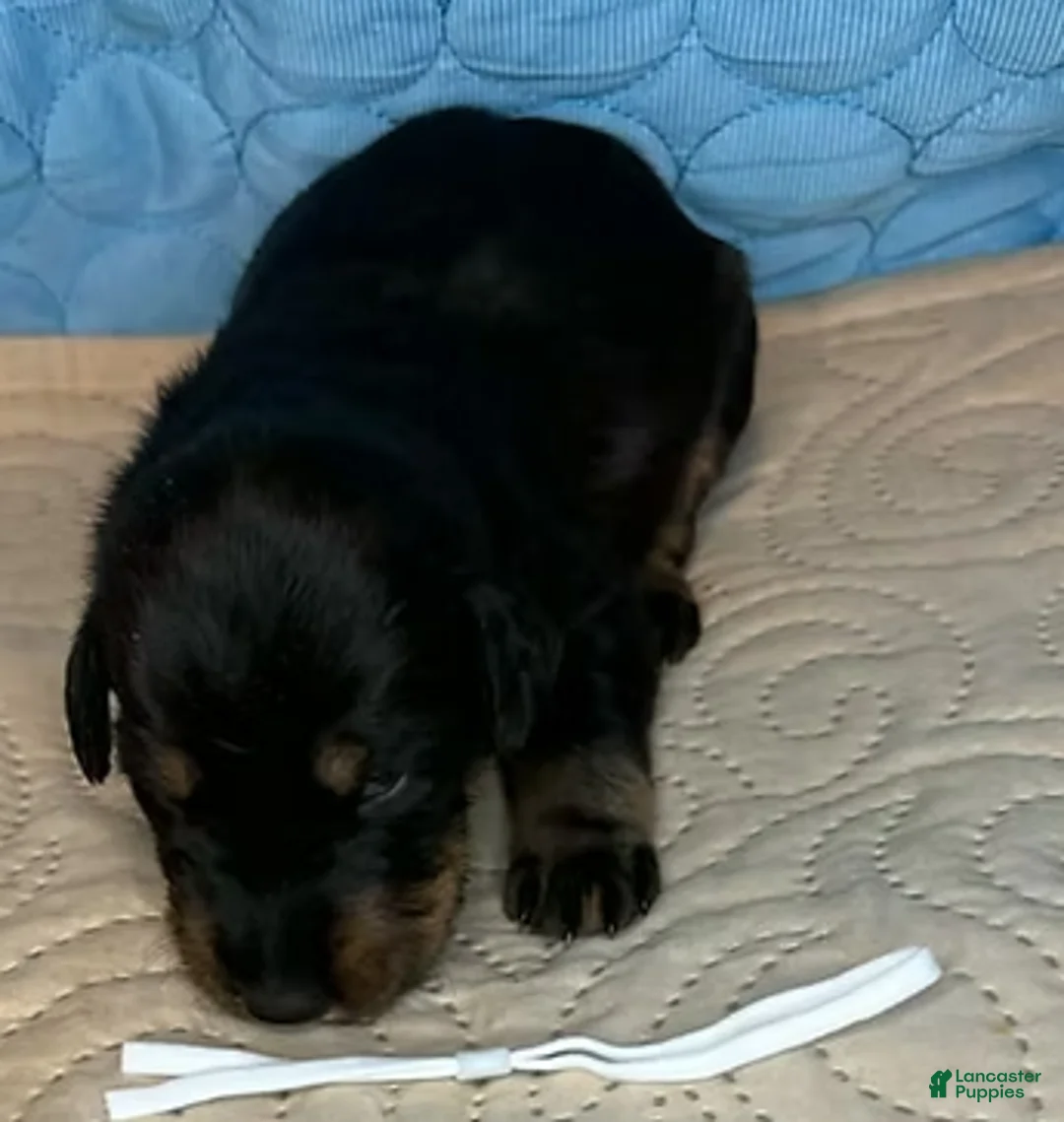 Mixed Breed dogs for sale: Heidi - Ad 2