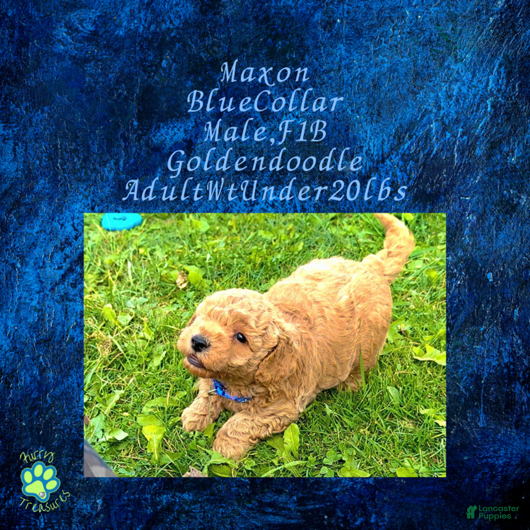 Goldendoodle dogs for sale: Maxon “ Blue Collar” Male - Ad 7