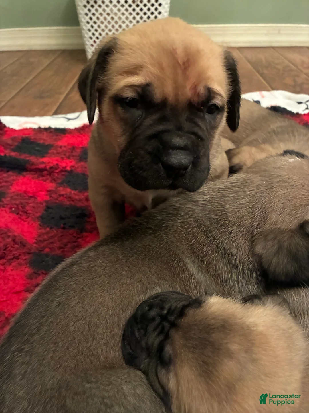 English Mastiff dogs for sale: English Mastiff Puppy 2 - Ad 1