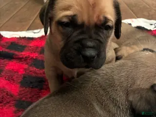 English Mastiff dogs English Mastiff Puppy 2 - Ad 25