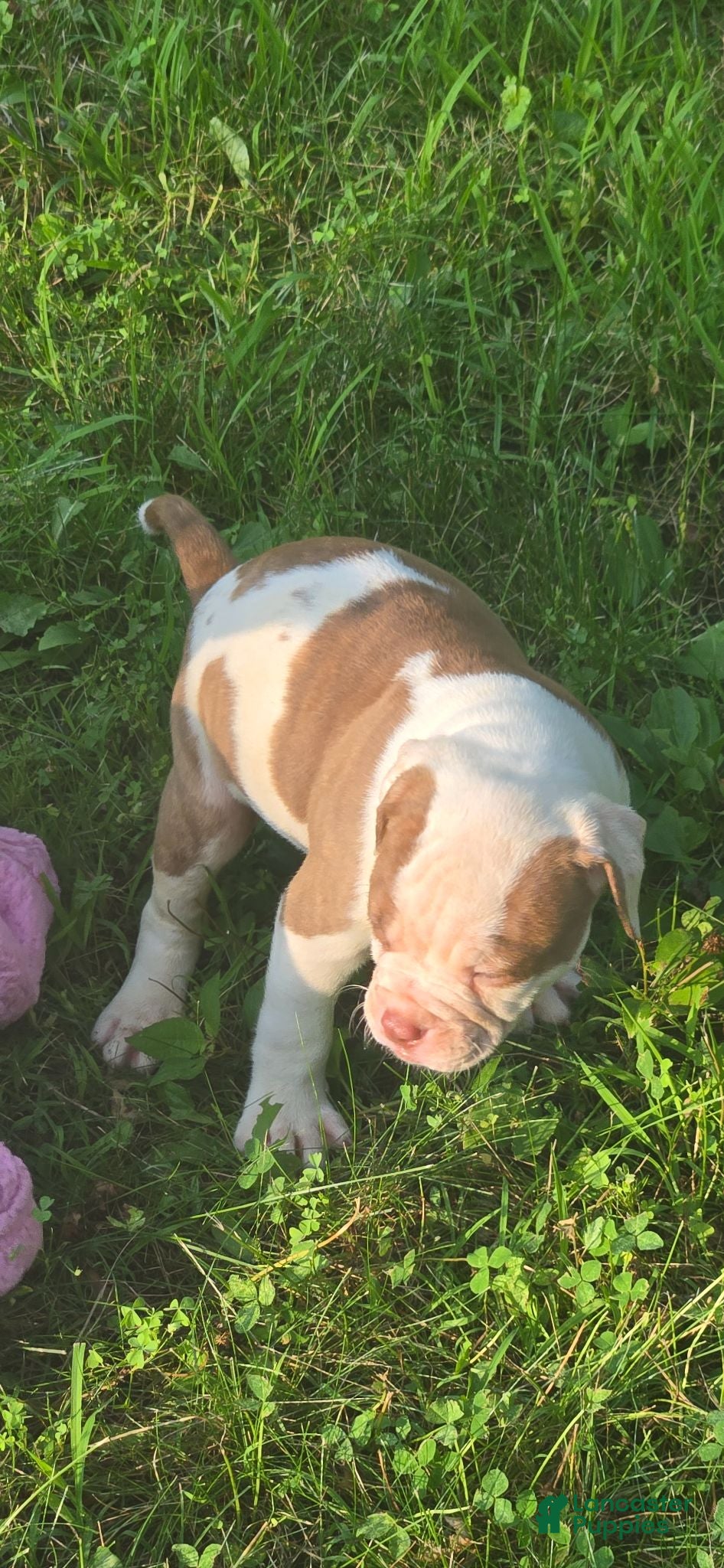 American Bulldog dogs for sale: American Bulldog chomp - Ad 1