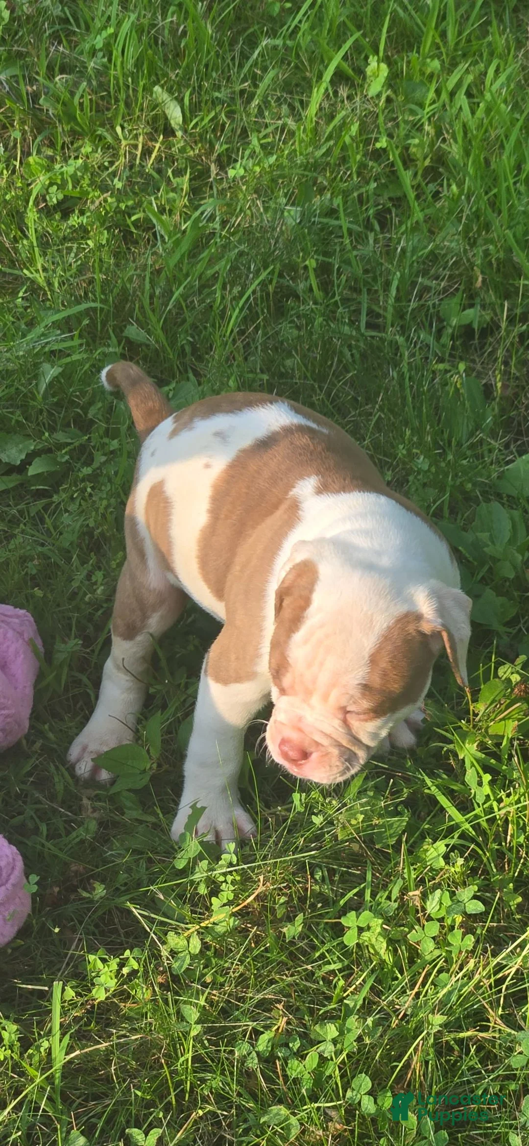 American Bulldog dogs for sale: American Bulldog chomp - Ad 1