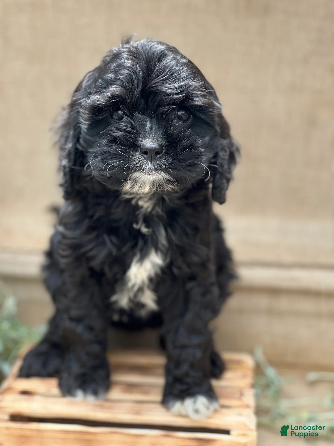 Cavapoo dogs for sale: Kira - Ad 2