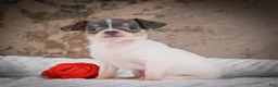 Chihuahua dogs for sale: Alex - Ad 12