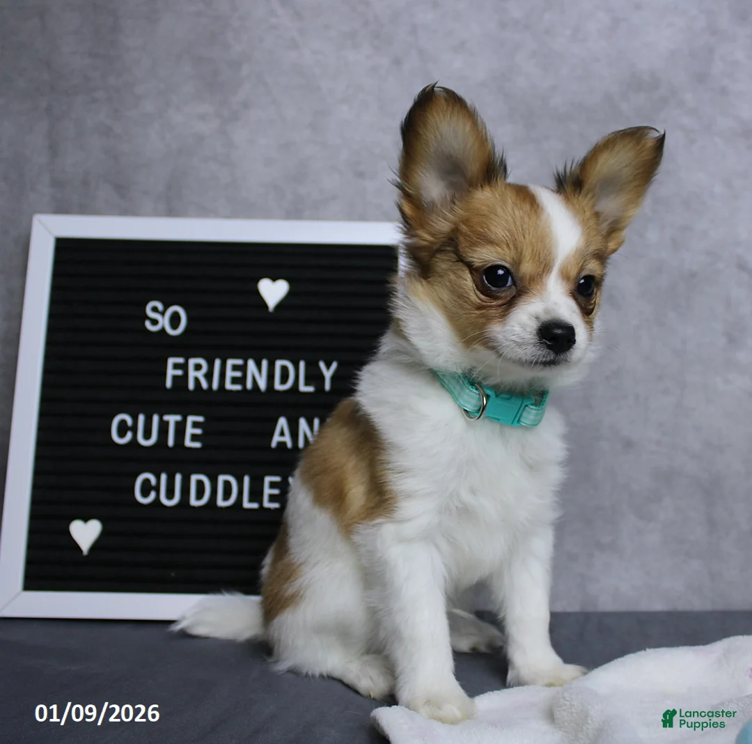 Papillon dogs for sale: Nick  - Ad 16