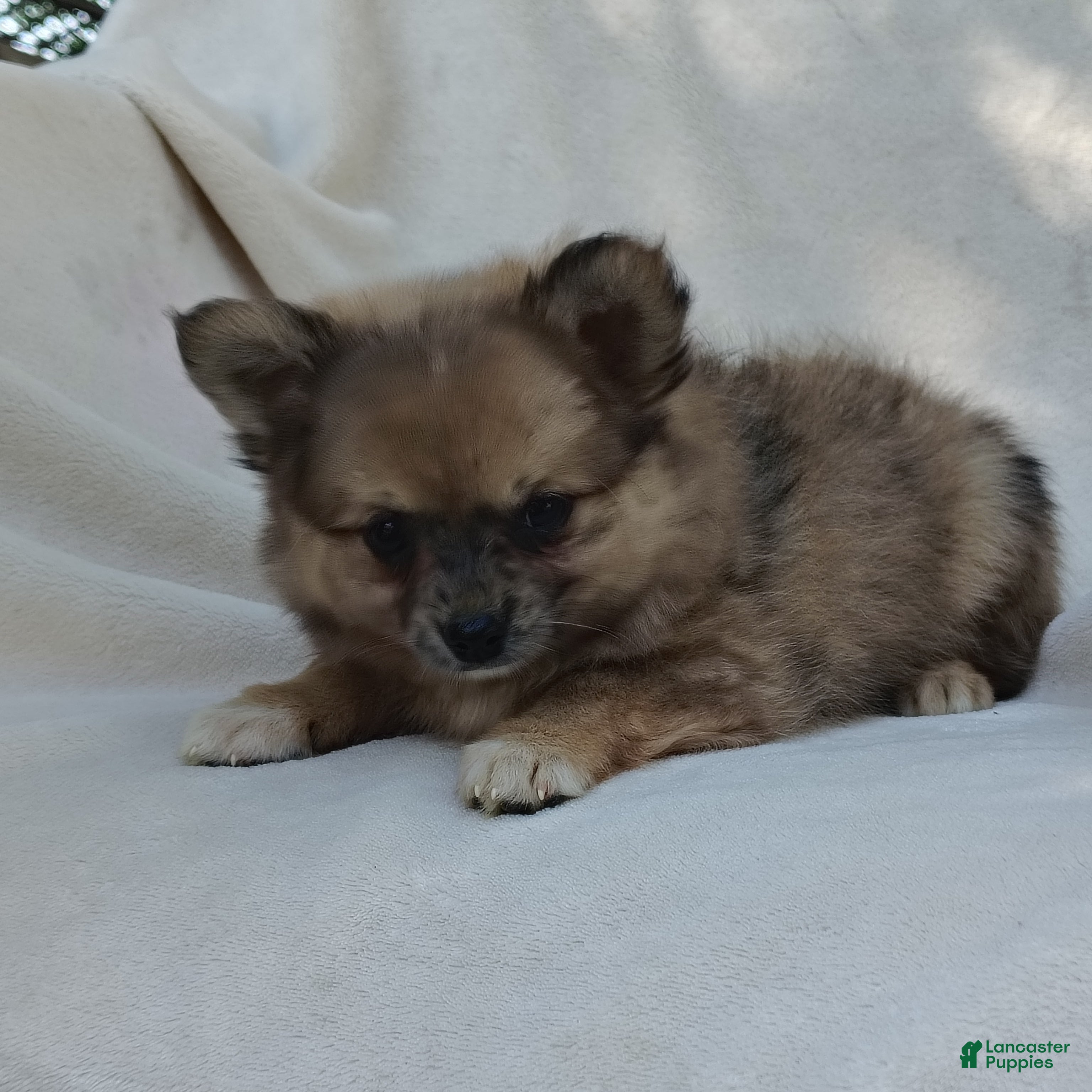 Pomchi dogs Snickers - Ad 2