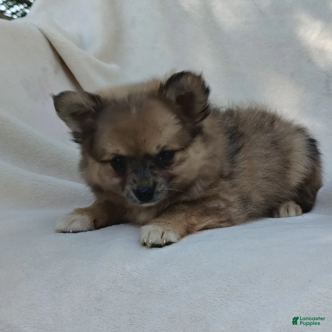 Pomchi dogs for sale: Snickers - Ad 2