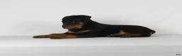 Rottweiler dogs for sale: Rottweiler Puppy 8 - Ad 7