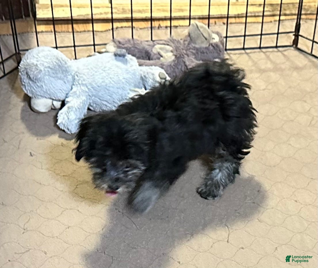 Shihpoo dogs Shihpoo 1 - Ad 22
