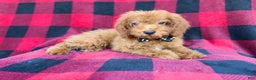 Cockapoo dogs for sale: Cash - Ad 1
