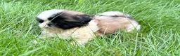 Shih Tzu dogs for sale: Shih Tzu 3 - Ad 4