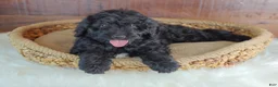 Bernedoodle dogs for sale: Shadow  - Ad 5
