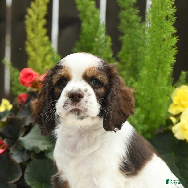 English Cocker Spaniel dogs Stormy - Ad 2