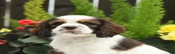 English Cocker Spaniel dogs for sale: Stormy - Ad 2