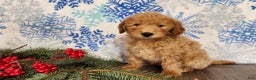Mini Goldendoodle dogs for sale: Dover - Ad 26