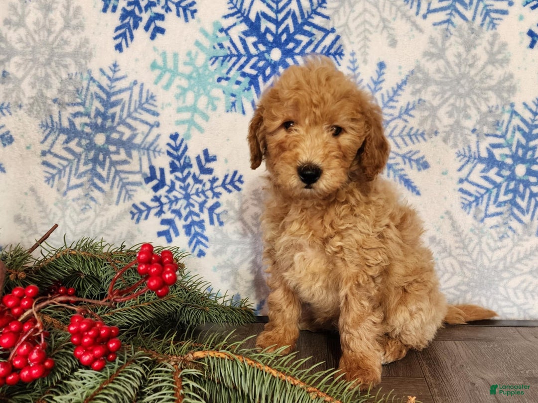 Mini Goldendoodle dogs for sale: Dover - Ad 26