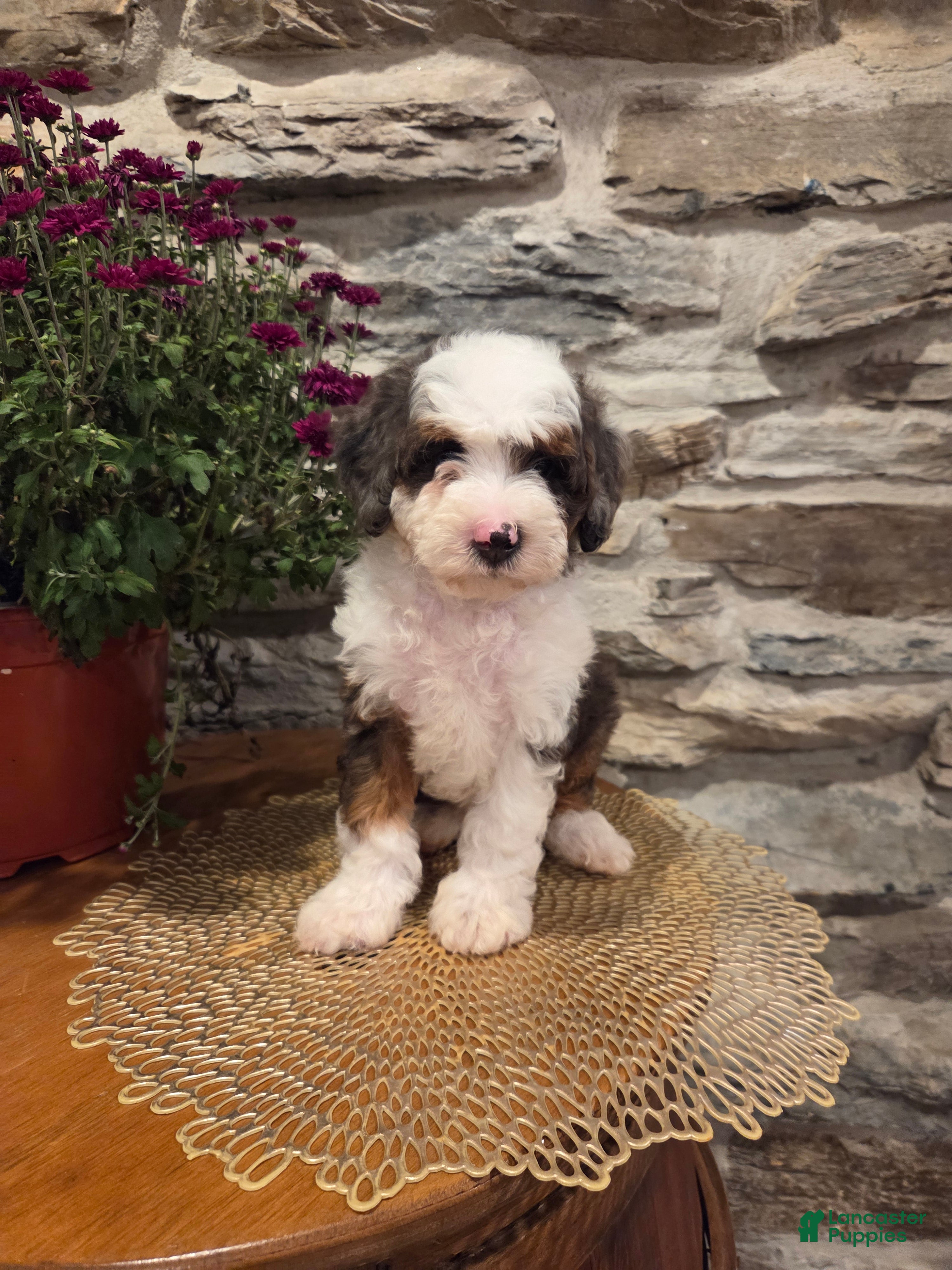 Mini Bernedoodle dogs ECHO - MALE Mini Bernedoodle 1 - Ad 2