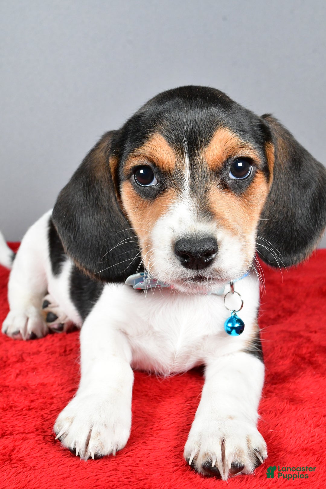 Beagle dogs for sale: Josh - Ad 4