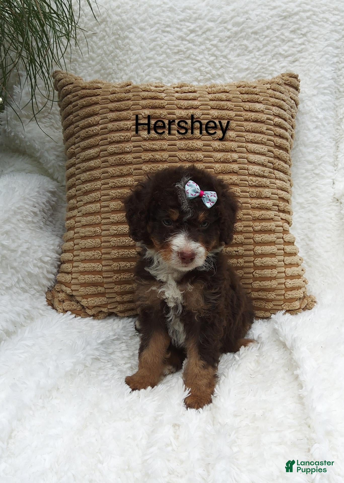 Mini Bernedoodle dogs Hershey  - Ad 10