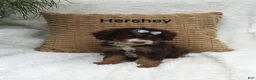 Mini Bernedoodle dogs for sale: Hershey  - Ad 1