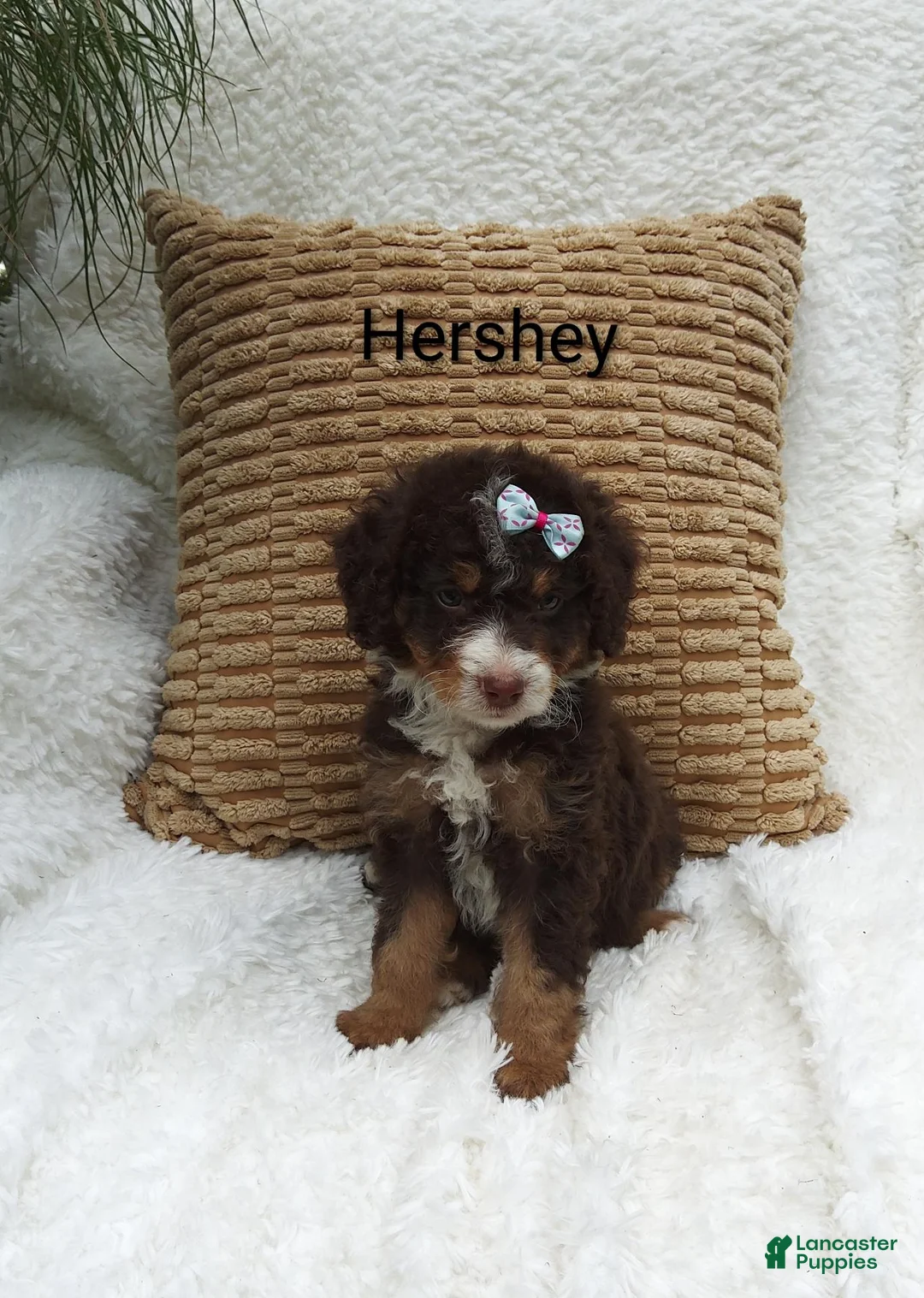 Mini Bernedoodle dogs for sale: Hershey  - Ad 1