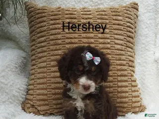Mini Bernedoodle dogs Hershey - Ad 39