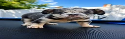 French Bulldog dogs for sale: El chapo  - Ad 3