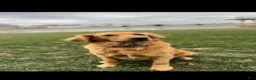 Mini Goldendoodle dogs for sale: Buster - Ad 9