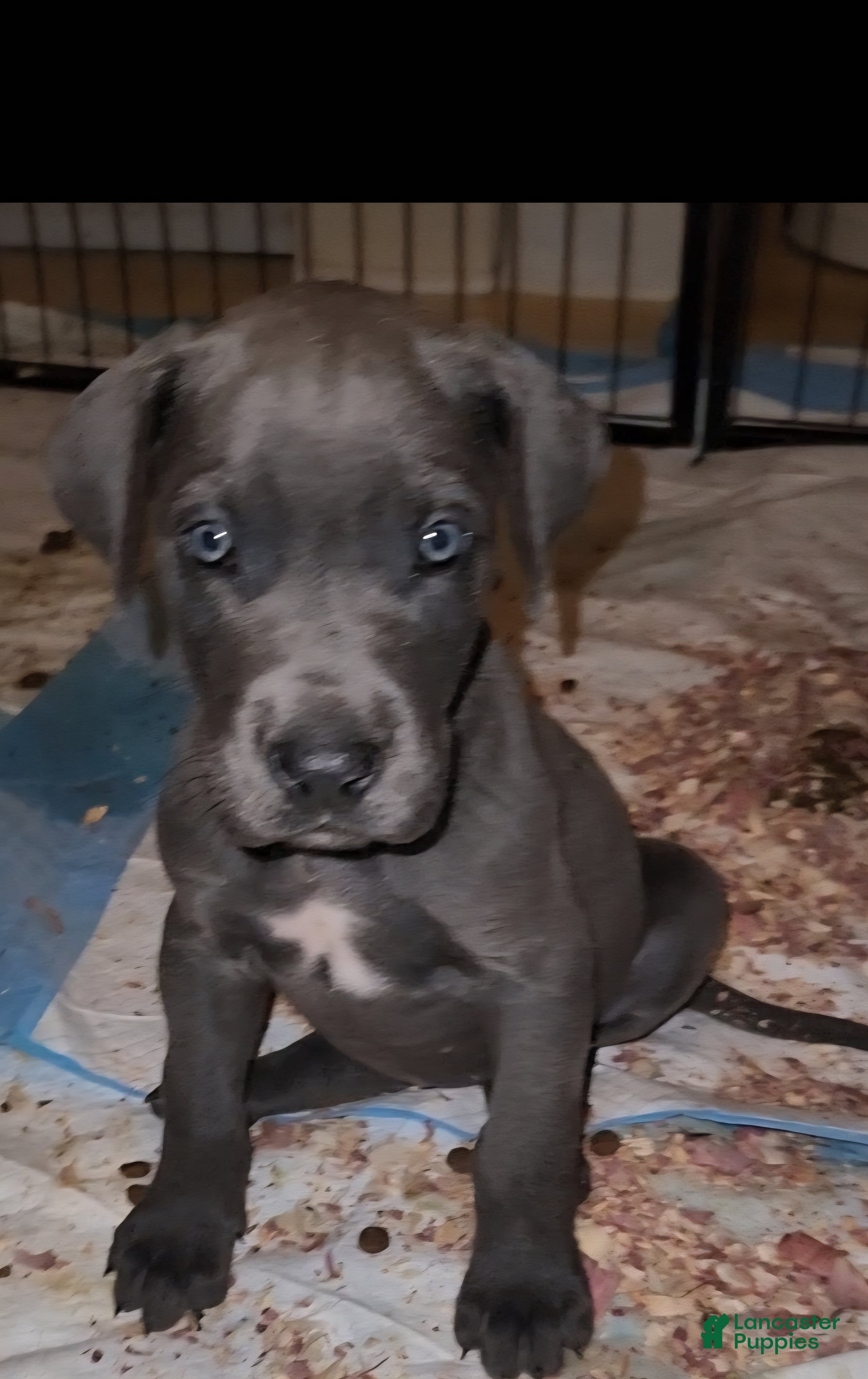 Great Dane dogs Great Dane Puppy 2 - Ad 2