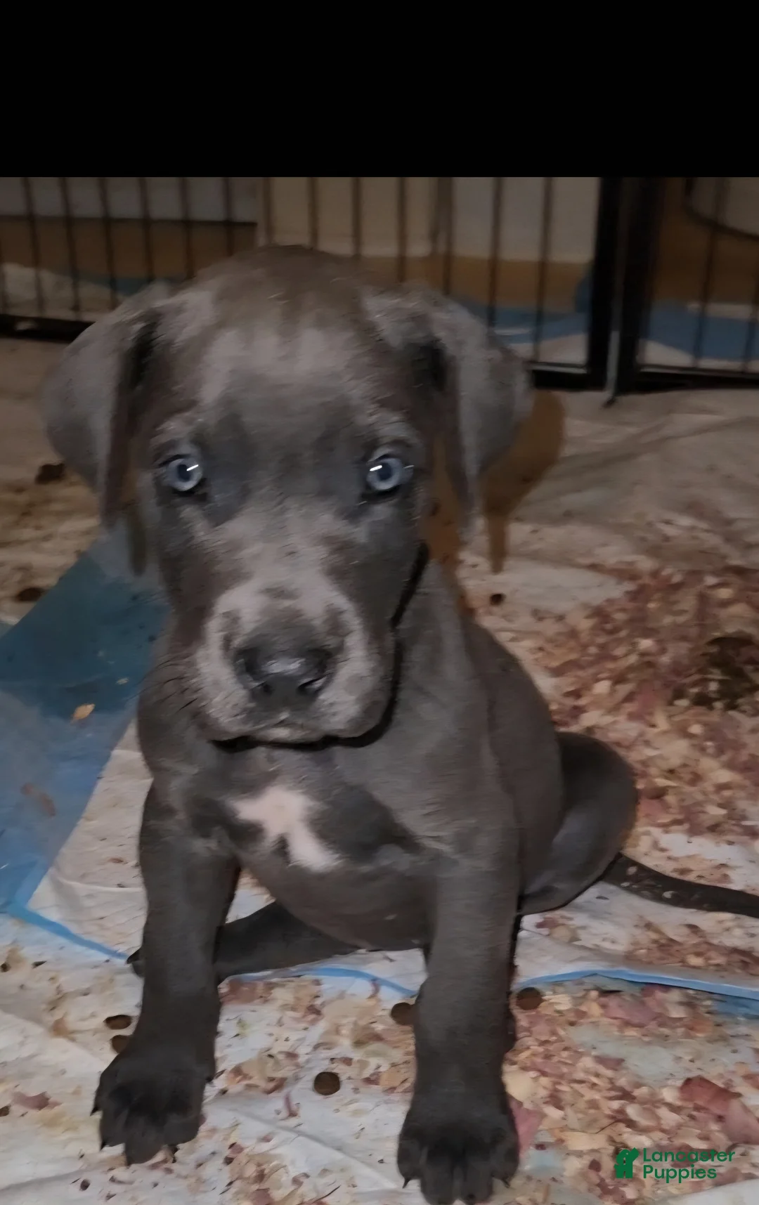 Great Dane dogs for sale: Great Dane Puppy 2 - Ad 2